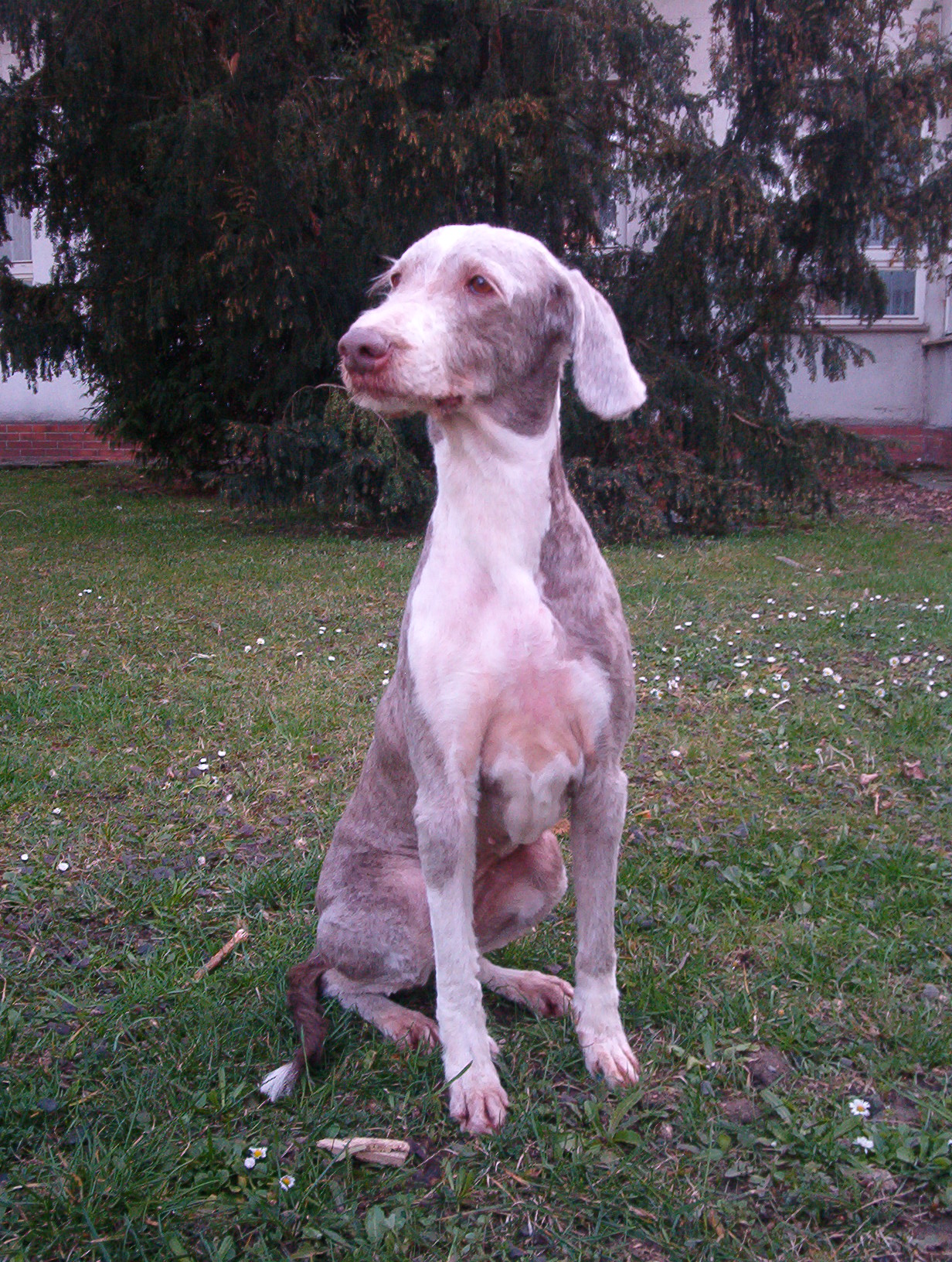 Nela po ostříhání (2007)