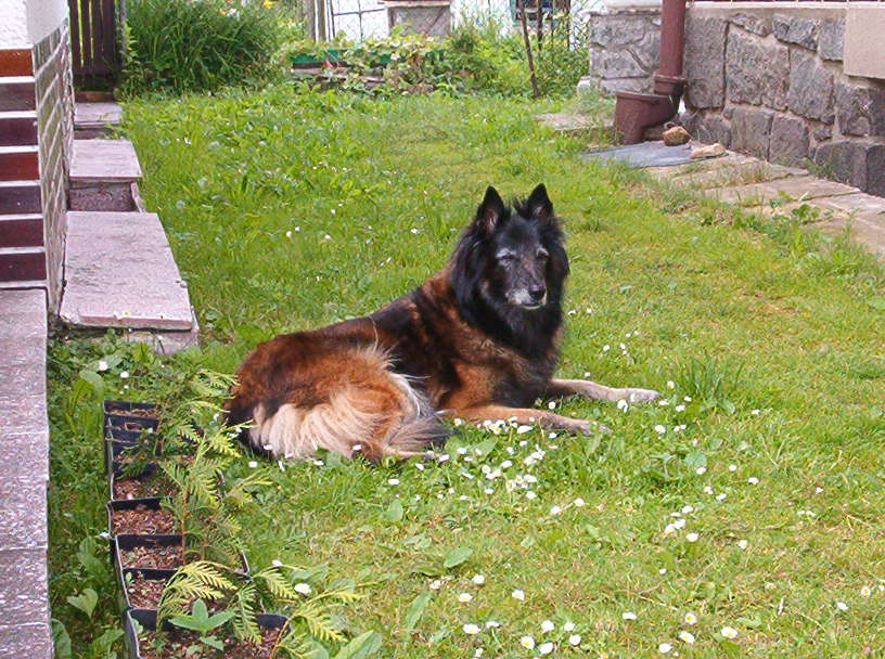 Ajka (13 let)