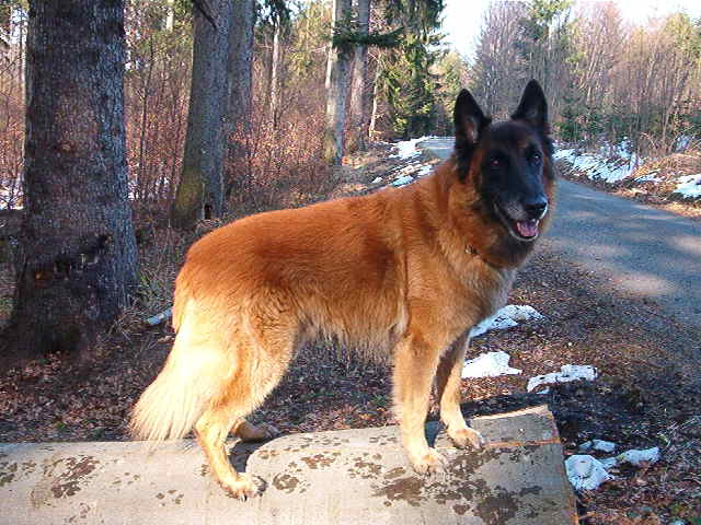 02 Ron v lese na kmeni 2004 (10 let)