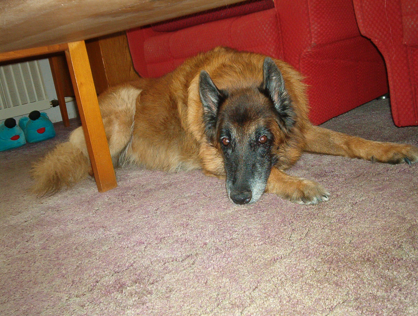 09 Ron u babičky, odpočinek 2008 (14 let)