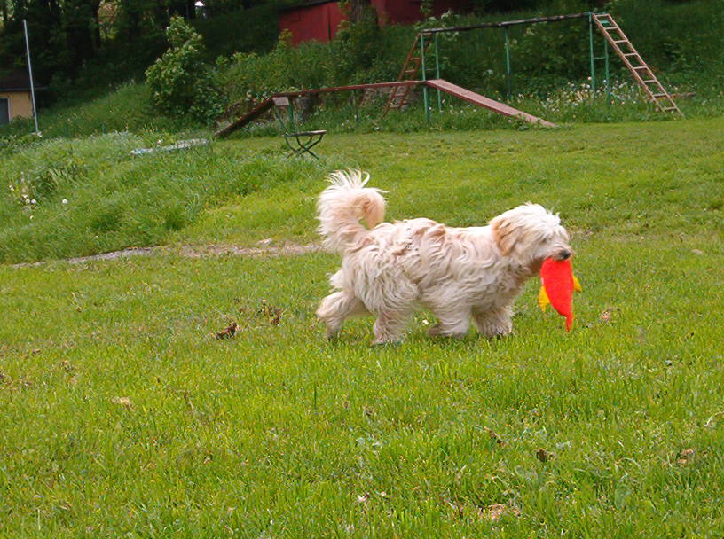 Ben ulovil zlatou rybku