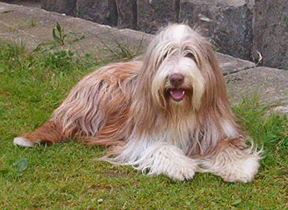 Nela (2004)