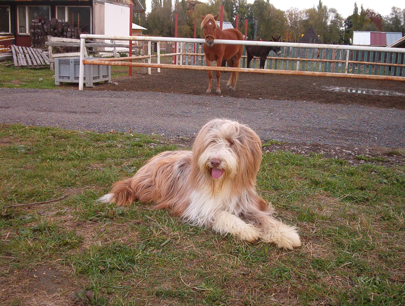 Nela závody na Dětském ranči v Hlučíně (2004)